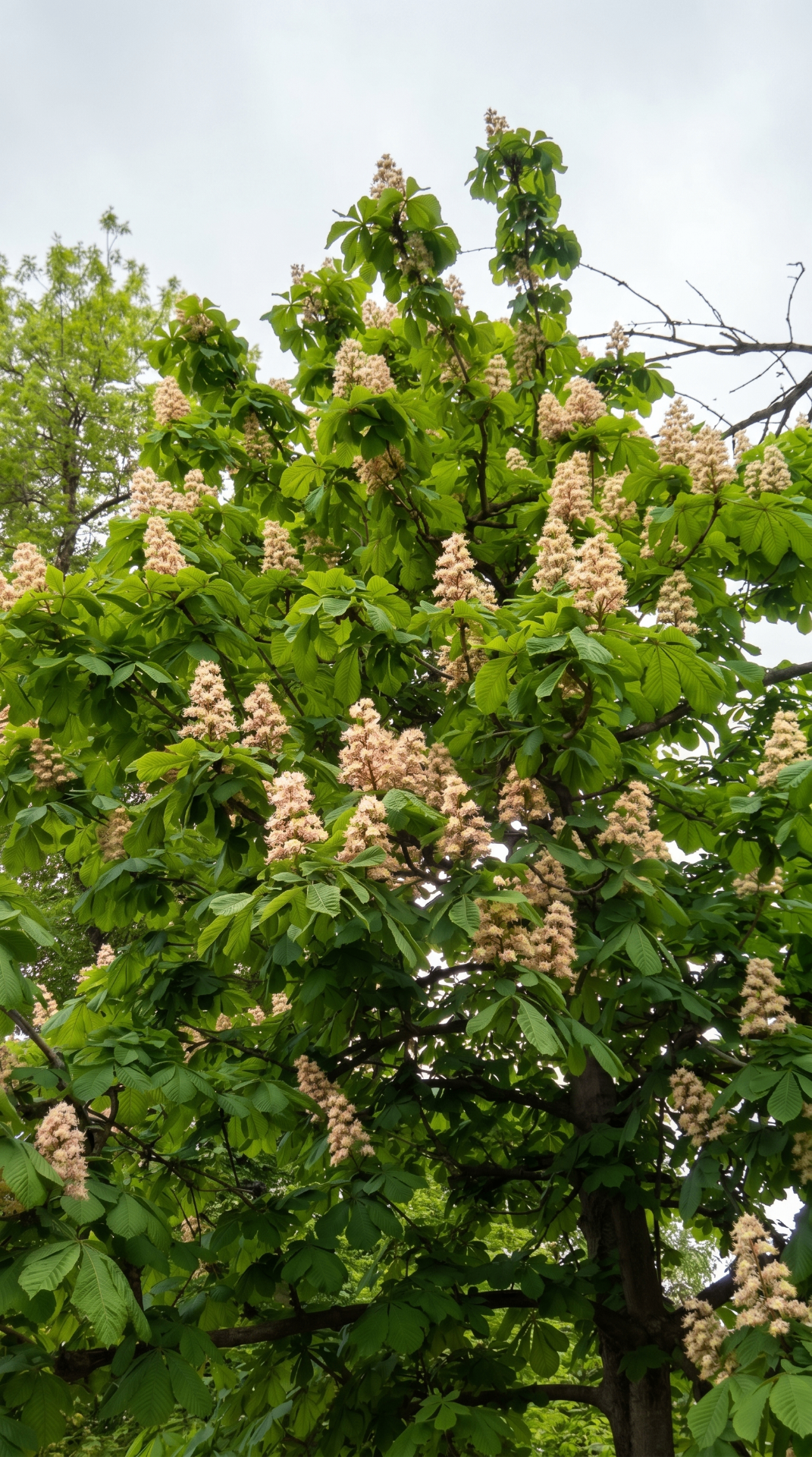 A flowering chestnut tree in full bloom with upright cream blossom spires against fresh green leaves