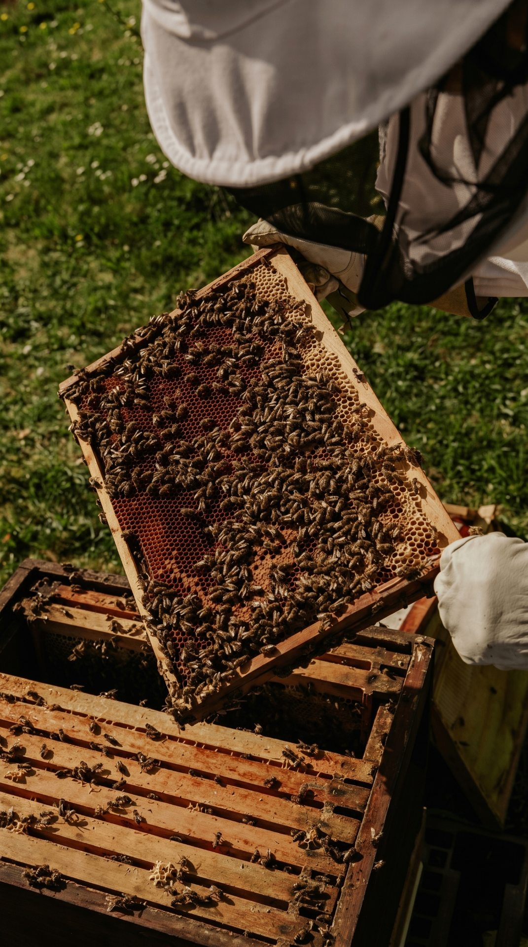Overhead view of a beekeeper lifting a honeycomb frame densely covered in bees from an open wooden hive
