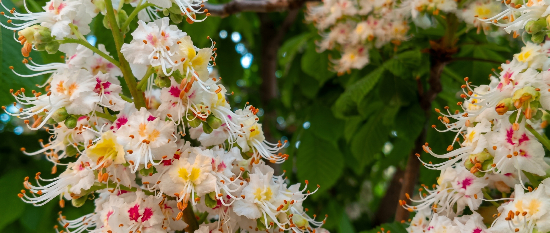 Close-up of chestnut blossoms in bloom with white and pink-centered flowers against green leaves