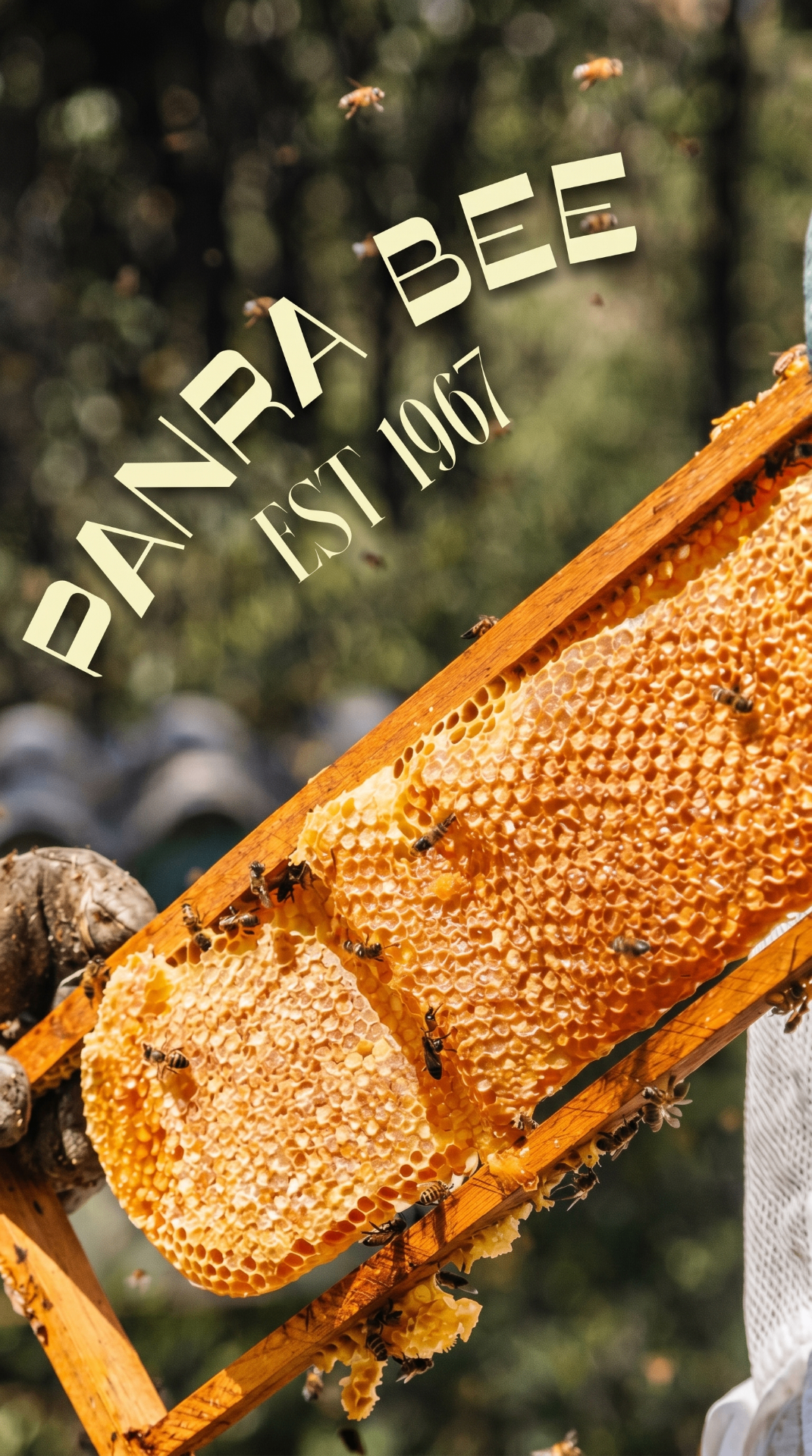 Beekeeper holding a wooden honeycomb frame heavy with golden honey and bees, with the Panra Bee Est 1967 mark